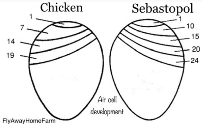 Chicken-vs-goose-air-cell-tracking